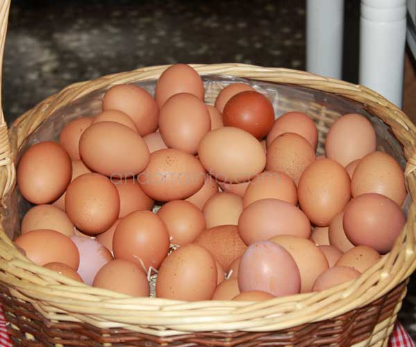huevosdepages-carnisseriadelesescoles5.jpg